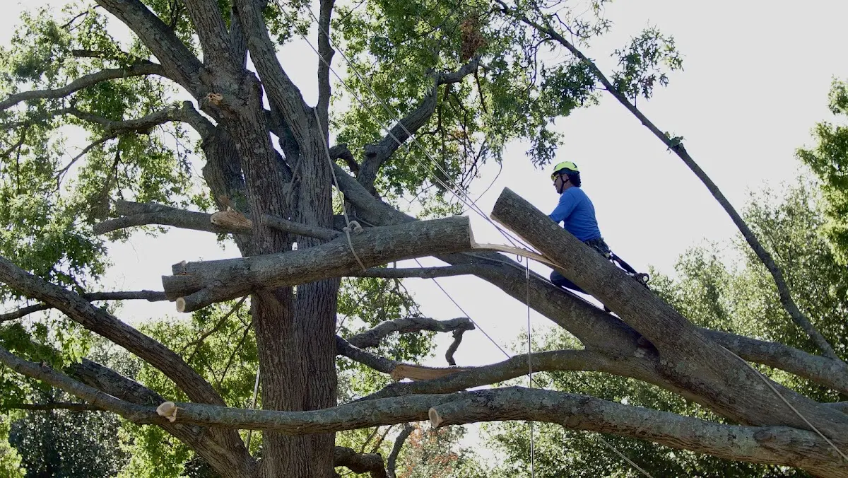 Professional Crown Thinning performed by certified arborists in Pe Ell